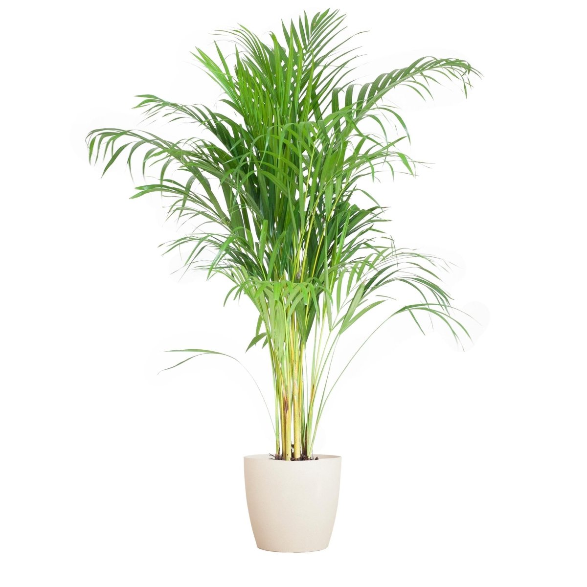 Areca Palm (Dypsis) met pot 6 - LushLeaf | Online planten bestellen