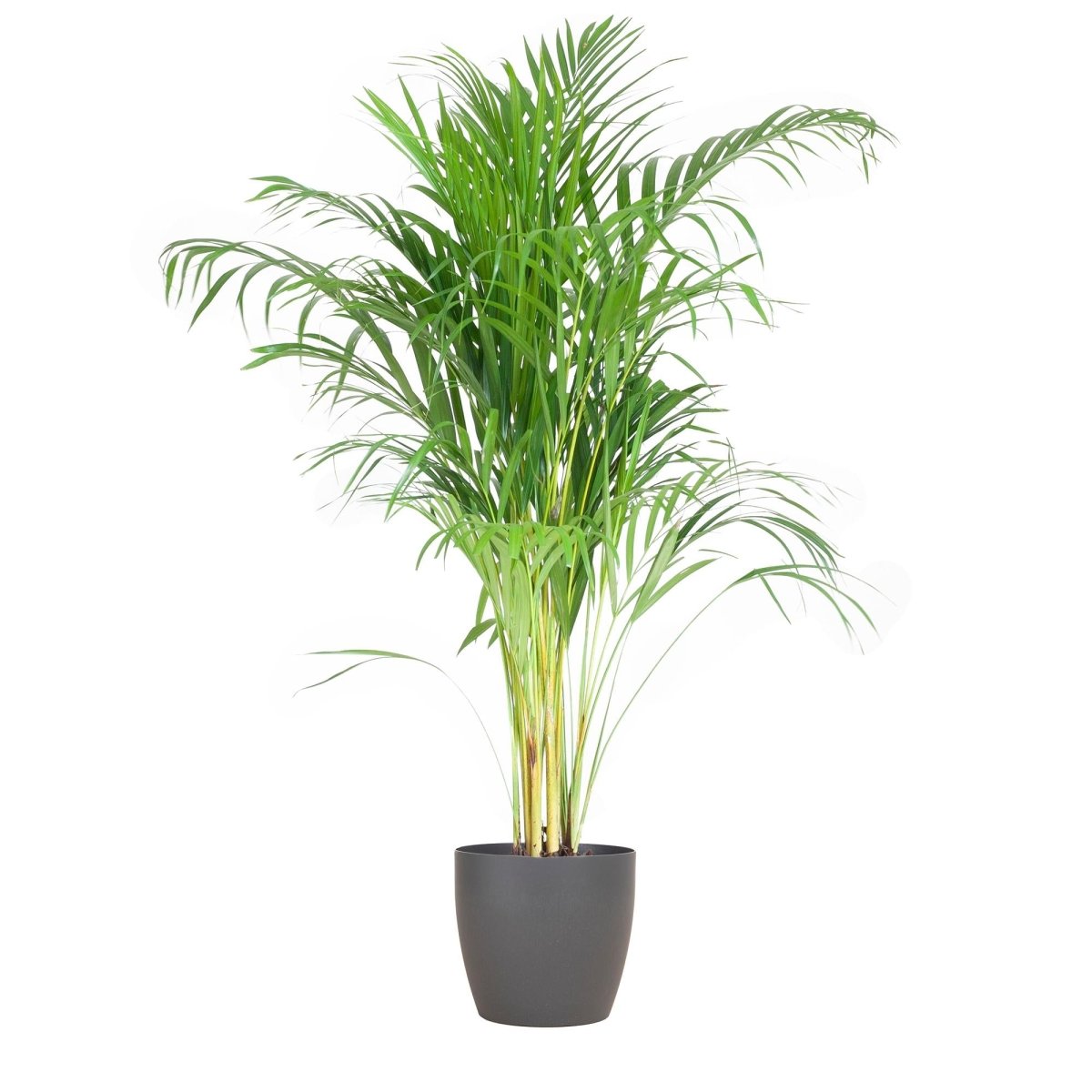 Areca Palm (Dypsis) met pot 7 - LushLeaf | Online planten bestellen