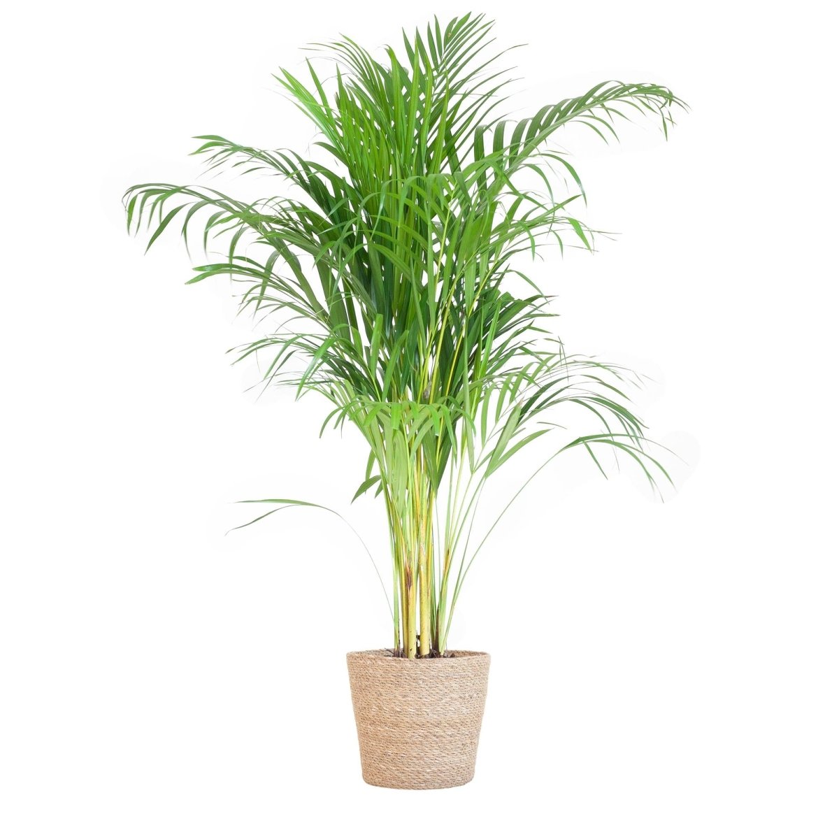 Areca Palm (Dypsis) met pot 5 - LushLeaf | Online planten bestellen