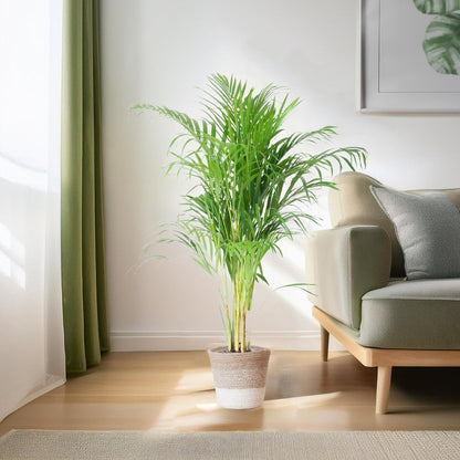 Areca Palm (Dypsis) met pot 3 - LushLeaf | Online planten bestellen