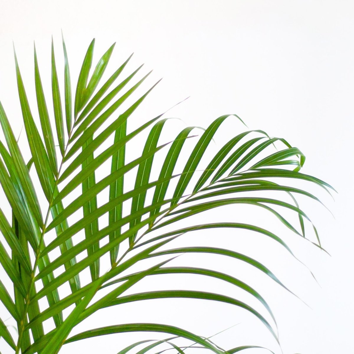 Areca Palm (Dypsis) met pot 2 - LushLeaf | Online planten bestellen