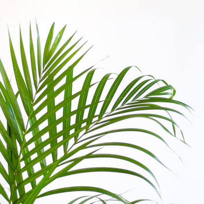 Areca Palm (Dypsis) met pot 2 - LushLeaf | Online planten bestellen