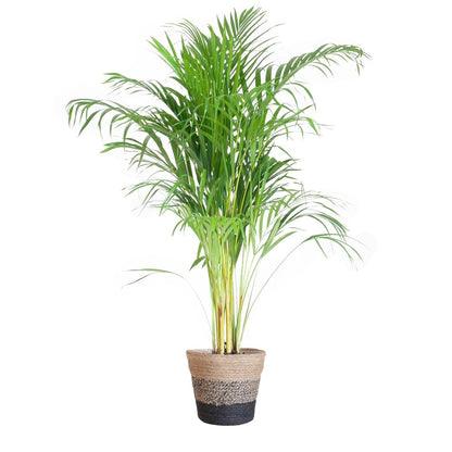 Areca Palm (Dypsis) met pot 4 - LushLeaf | Online planten bestellen