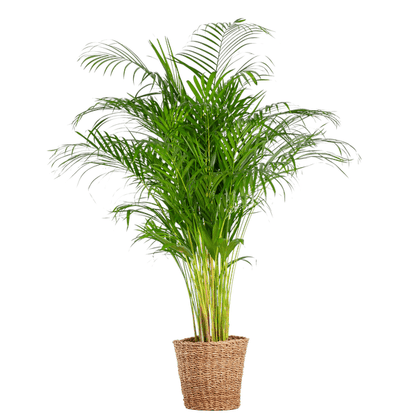 Areca Palm (Dypsis) XL met Torun mand naturel 1 - LushLeaf | Online planten bestellen
