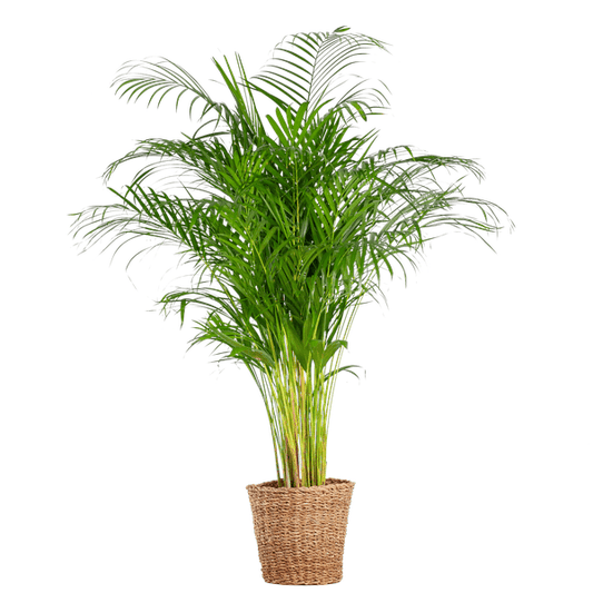 Areca Palm (Dypsis) XL met Torun mand naturel 1 - LushLeaf | Online planten bestellen