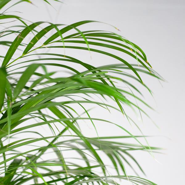 Areca Palm (Dypsis) XL met Torun mand naturel 2 - LushLeaf | Online planten bestellen