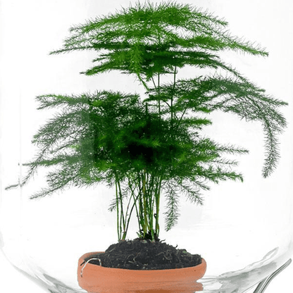 Asparagus | Easyplant 2 - LushLeaf | Online planten bestellen