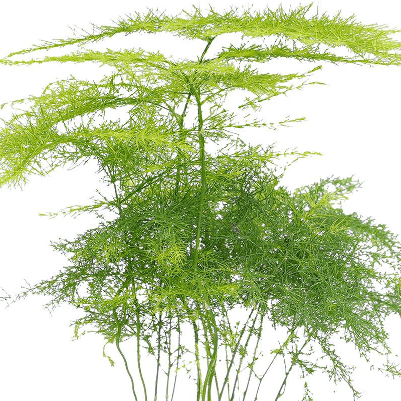 Asparagus Setaceuse Plumosus | Terrarium plant 2 - LushLeaf | Online planten bestellen