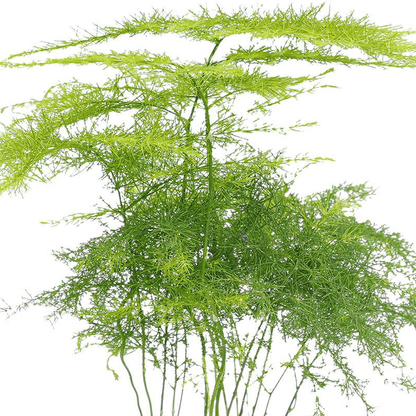 Asparagus Setaceuse Plumosus | Terrarium plant 2 - LushLeaf | Online planten bestellen