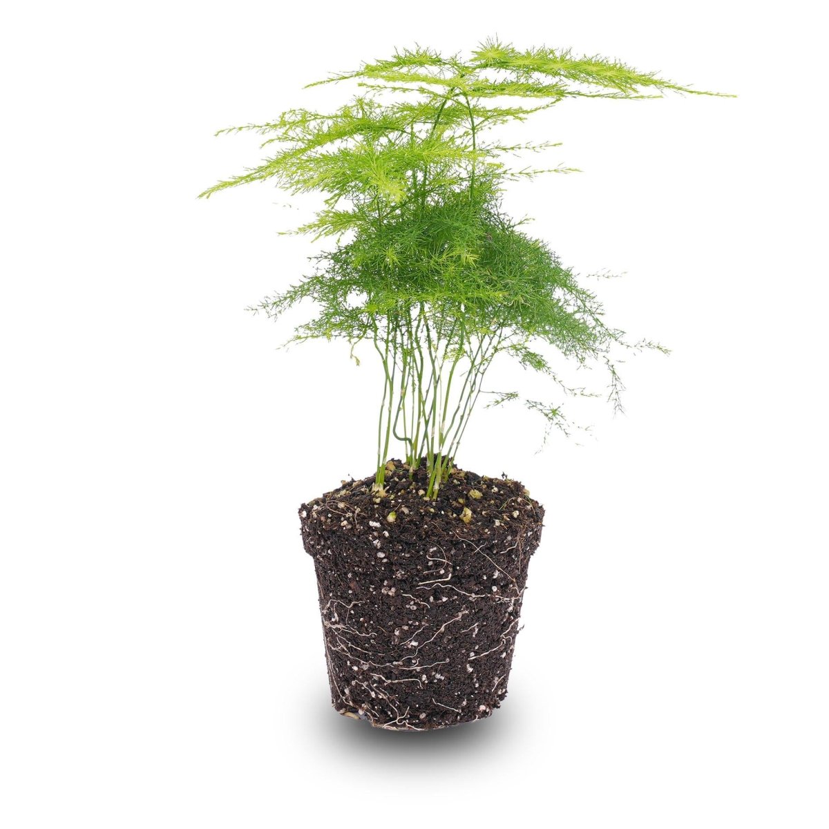 Asparagus Setaceuse Plumosus | Terrarium plant 3 - LushLeaf | Online planten bestellen