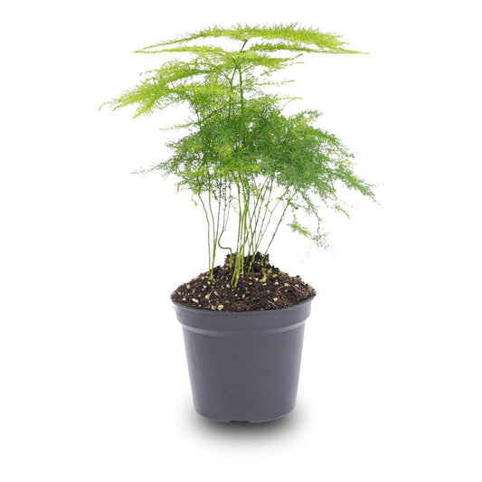 Asparagus Setaceuse Plumosus | Terrarium plant 1 - LushLeaf | Online planten bestellen