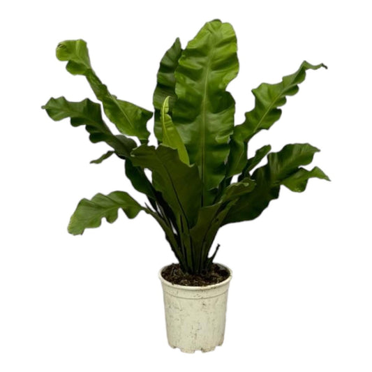 Asplenium Nidus 1 - LushLeaf | Online planten bestellen