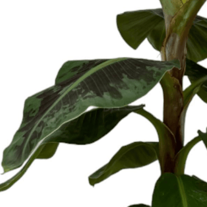 Bananenplant (Musa) 2 - LushLeaf | Online planten bestellen