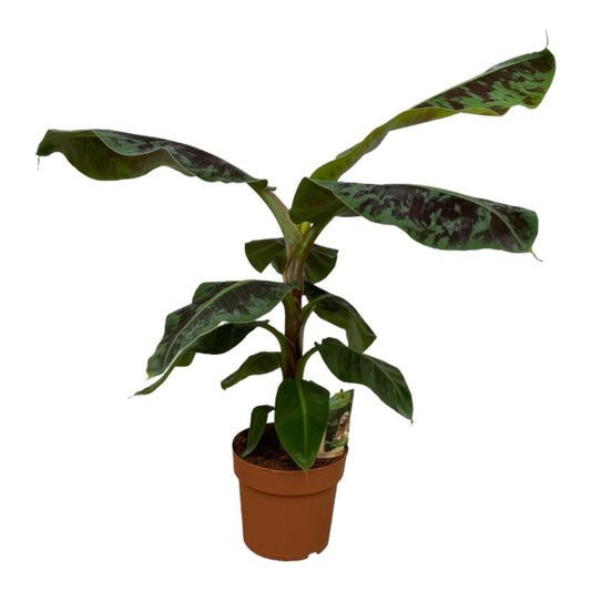 Bananenplant (Musa) 1 - LushLeaf | Online planten bestellen