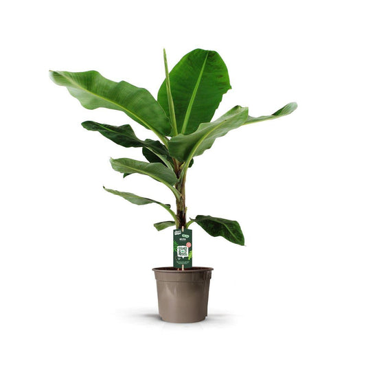 Bananenplant (Musa) 1 - LushLeaf | Online planten bestellen