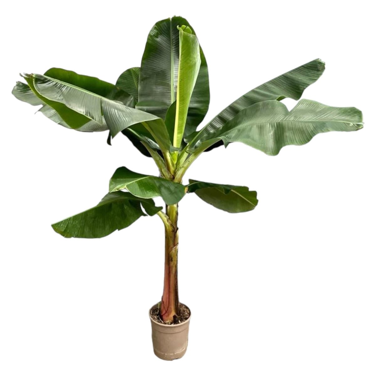 Bananenplant (Musa) | XL 6 - LushLeaf | Online planten bestellen