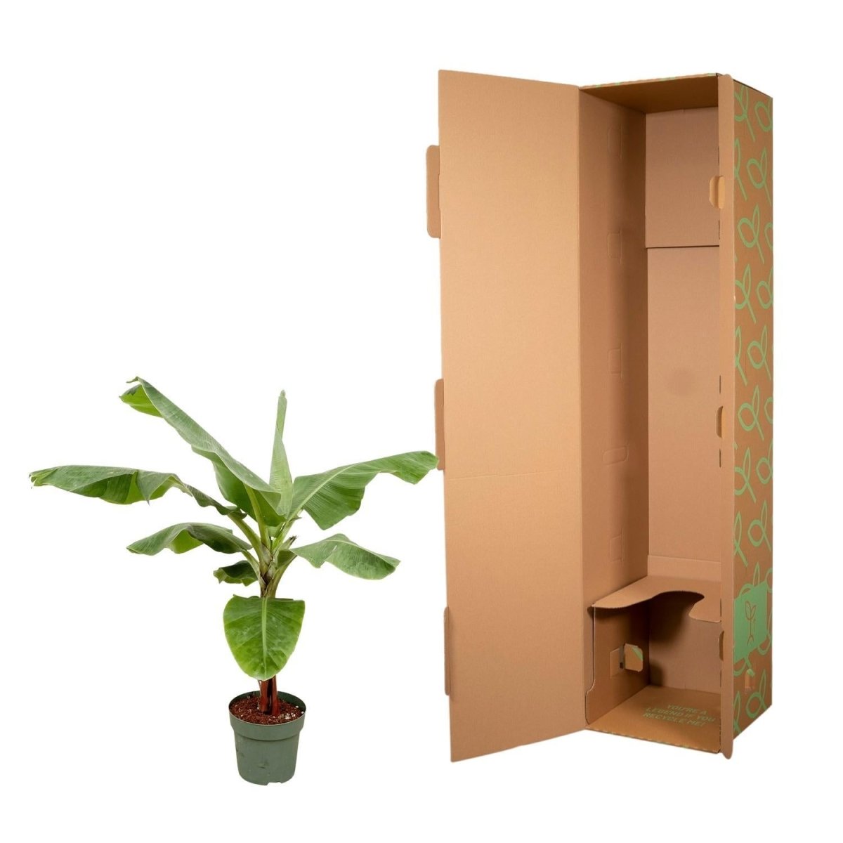 Bananenplant (Musa) | XL 5 - LushLeaf | Online planten bestellen