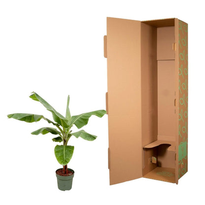 Bananenplant (Musa) | XL 5 - LushLeaf | Online planten bestellen