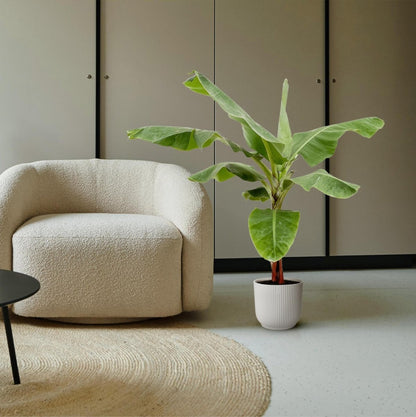 Bananenplant (Musa) | XL 3 - LushLeaf | Online planten bestellen