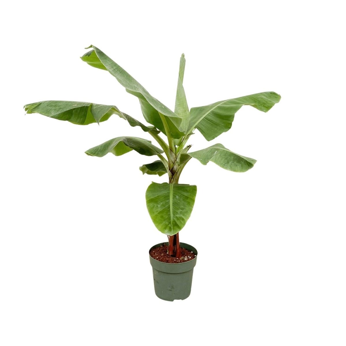 Bananenplant (Musa) | XL 1 - LushLeaf | Online planten bestellen