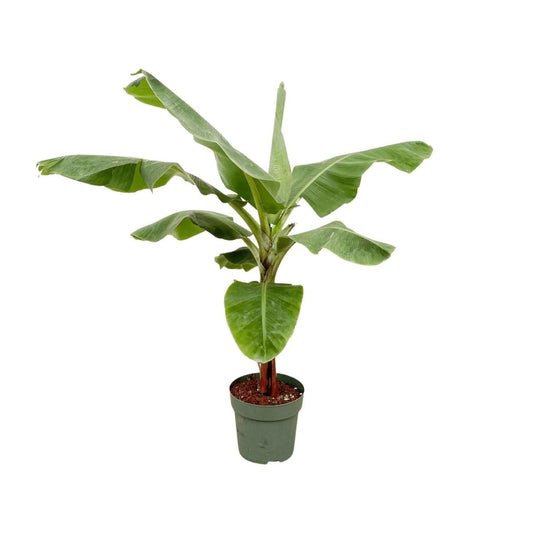 Bananenplant (Musa) | XL 1 - LushLeaf | Online planten bestellen