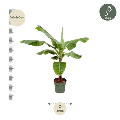 Bananenplant (Musa) | XL 4 - LushLeaf | Online planten bestellen