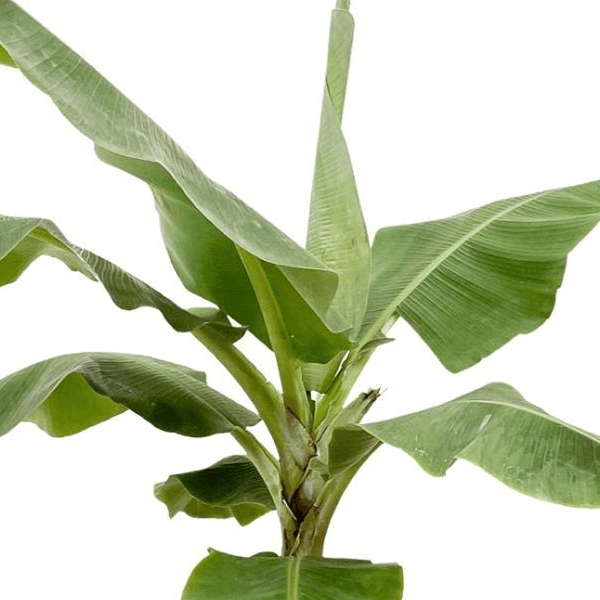 Bananenplant (Musa) | XL 2 - LushLeaf | Online planten bestellen