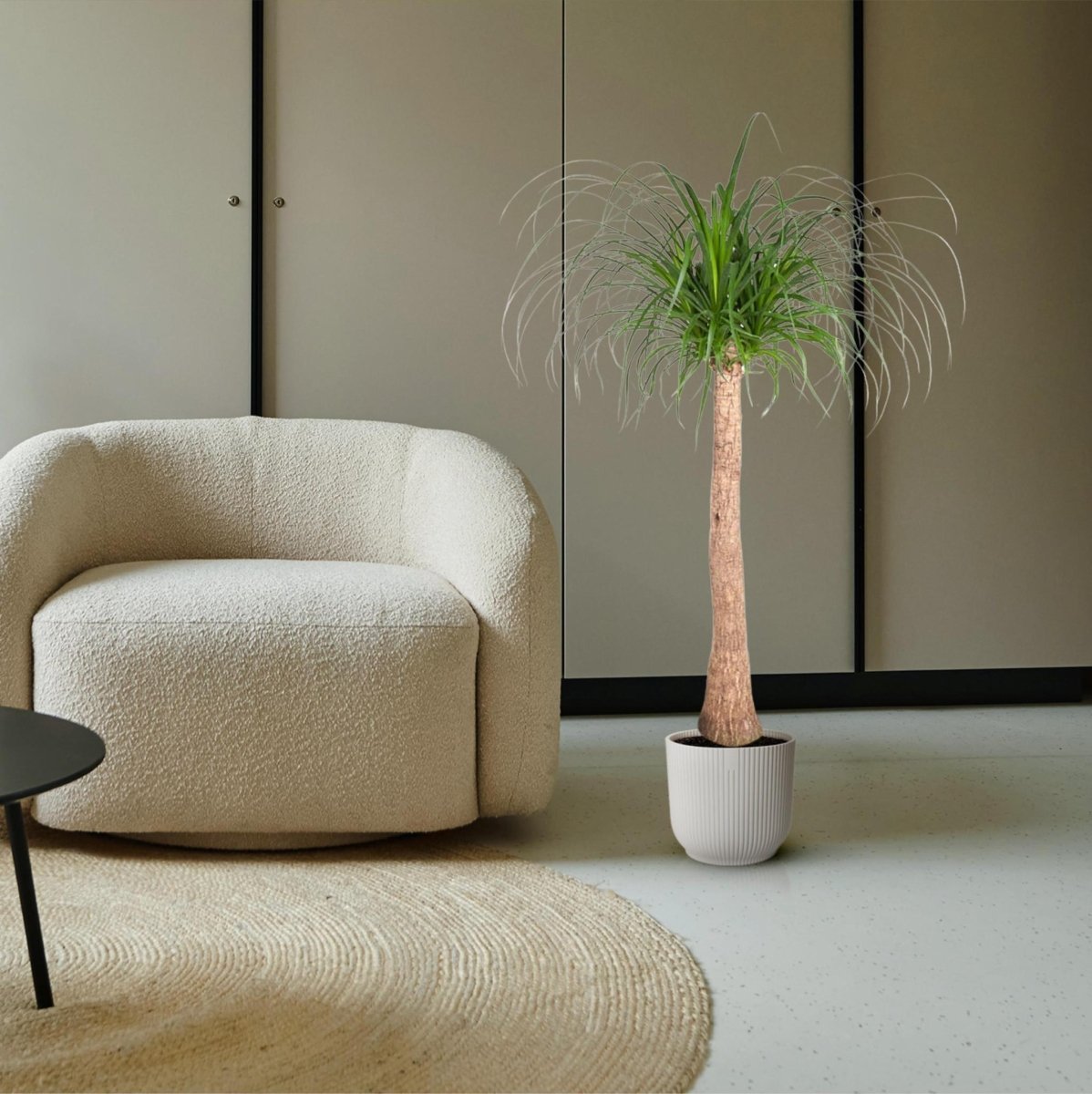 Beaucarnea op stam 3 - LushLeaf | Online planten bestellen