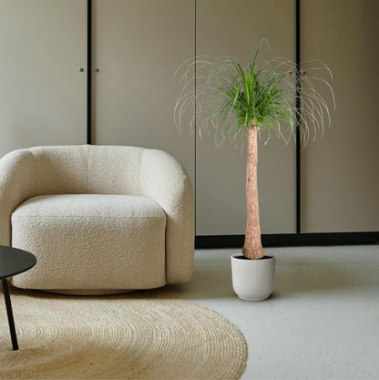 Beaucarnea op stam 3 - LushLeaf | Online planten bestellen