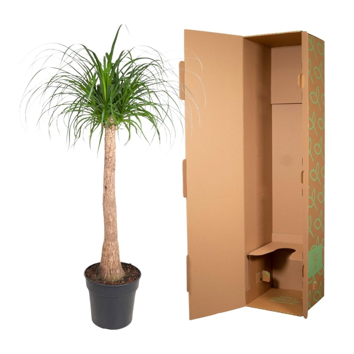 Beaucarnea op stam 5 - LushLeaf | Online planten bestellen