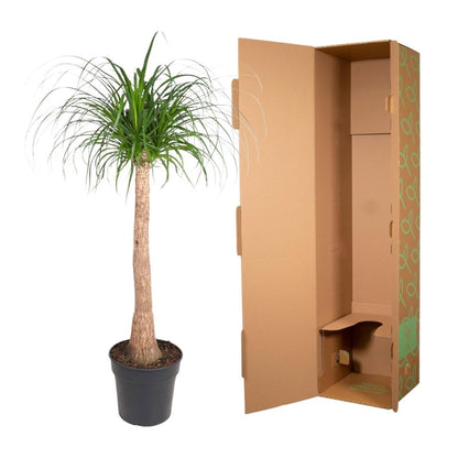 Beaucarnea op stam 5 - LushLeaf | Online planten bestellen