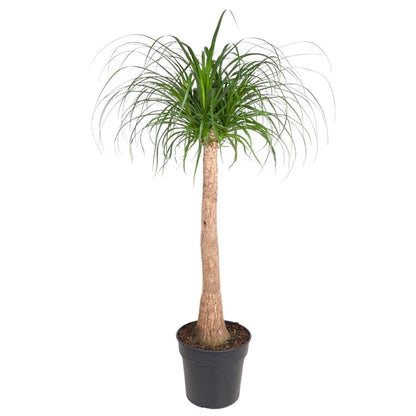 Beaucarnea op stam 1 - LushLeaf | Online planten bestellen