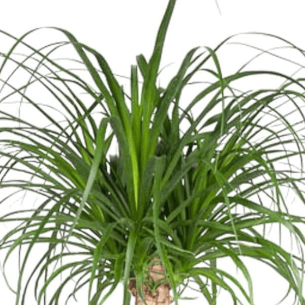 Beaucarnea op stam 2 - LushLeaf | Online planten bestellen