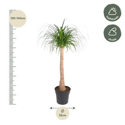 Beaucarnea op stam 4 - LushLeaf | Online planten bestellen