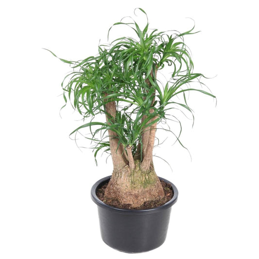 Beaucarnea vertakt 1 - LushLeaf | Online planten bestellen