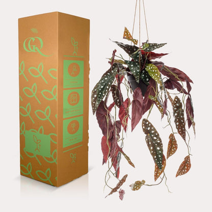 Begonia Maculata - Stippenbegonia | Kunstplant 3 - LushLeaf | Online planten bestellen