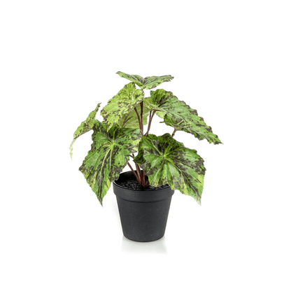 Begonia Rex - Bladbegonia | Kunstplant 1 - LushLeaf | Online planten bestellen