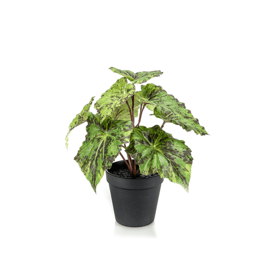 Begonia Rex - Bladbegonia | Kunstplant 1 - LushLeaf | Online planten bestellen