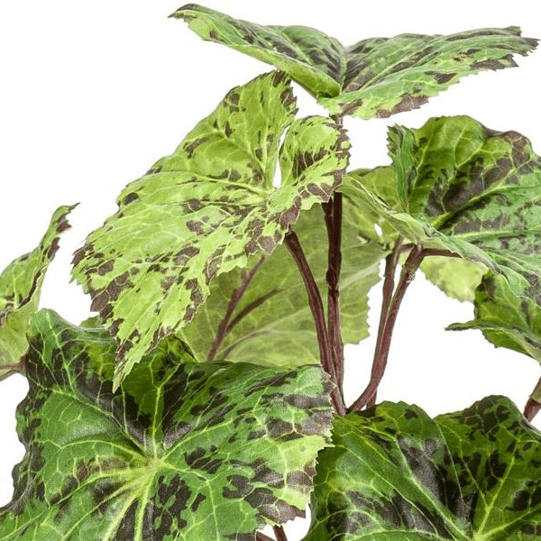 Begonia Rex - Bladbegonia | Kunstplant 2 - LushLeaf | Online planten bestellen