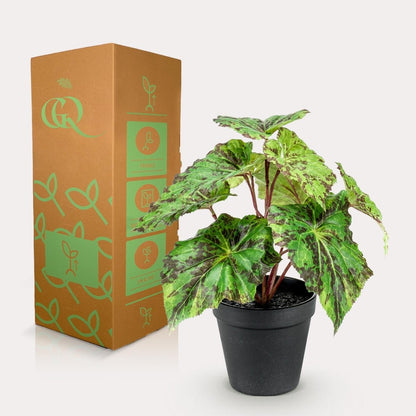 Begonia Rex - Bladbegonia | Kunstplant 4 - LushLeaf | Online planten bestellen