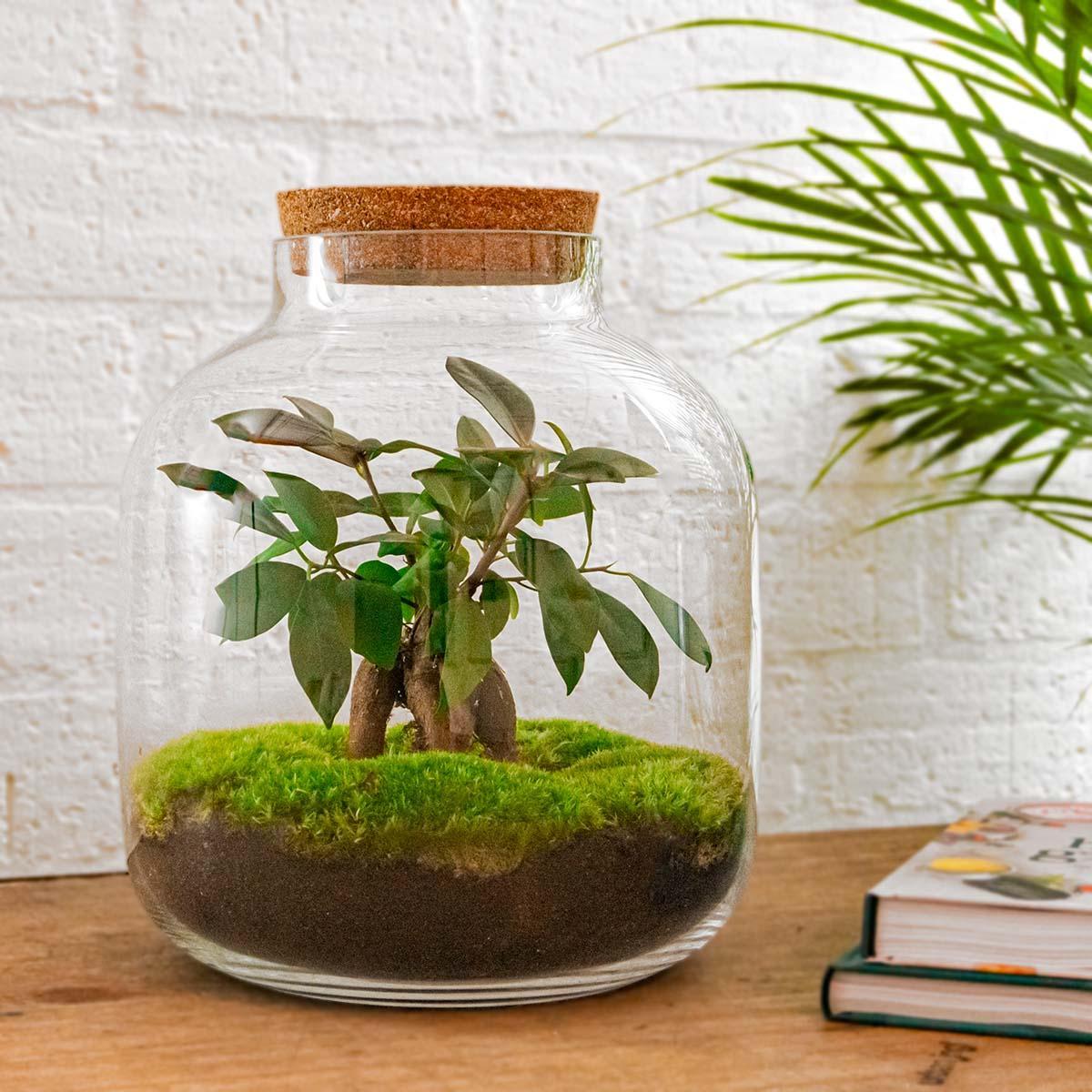 Billie Bonsai | DIY terrarium 3 - LushLeaf | Online planten bestellen