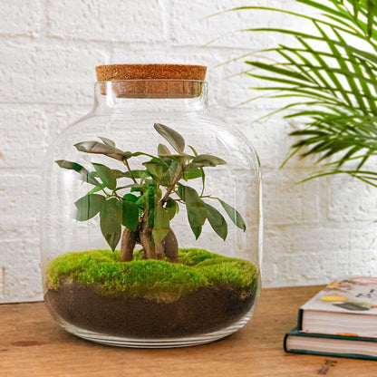 Billie Bonsai | DIY terrarium 3 - LushLeaf | Online planten bestellen