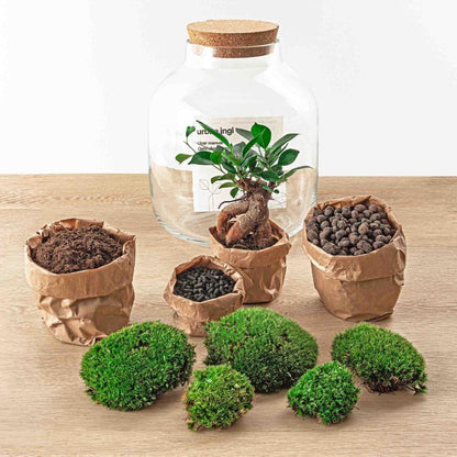 Billie Bonsai | DIY terrarium 2 - LushLeaf | Online planten bestellen
