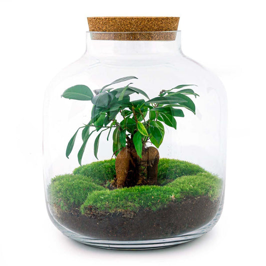 Billie Bonsai | DIY terrarium 1 - LushLeaf | Online planten bestellen