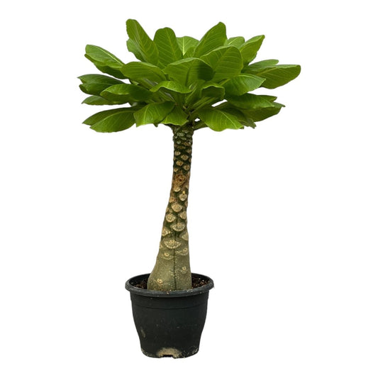 Birghamia Insignis 1 - LushLeaf | Online planten bestellen