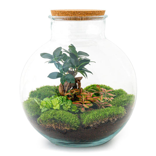 Bolder Bob Bonsai | DIY terrarium 1 - LushLeaf | Online planten bestellen