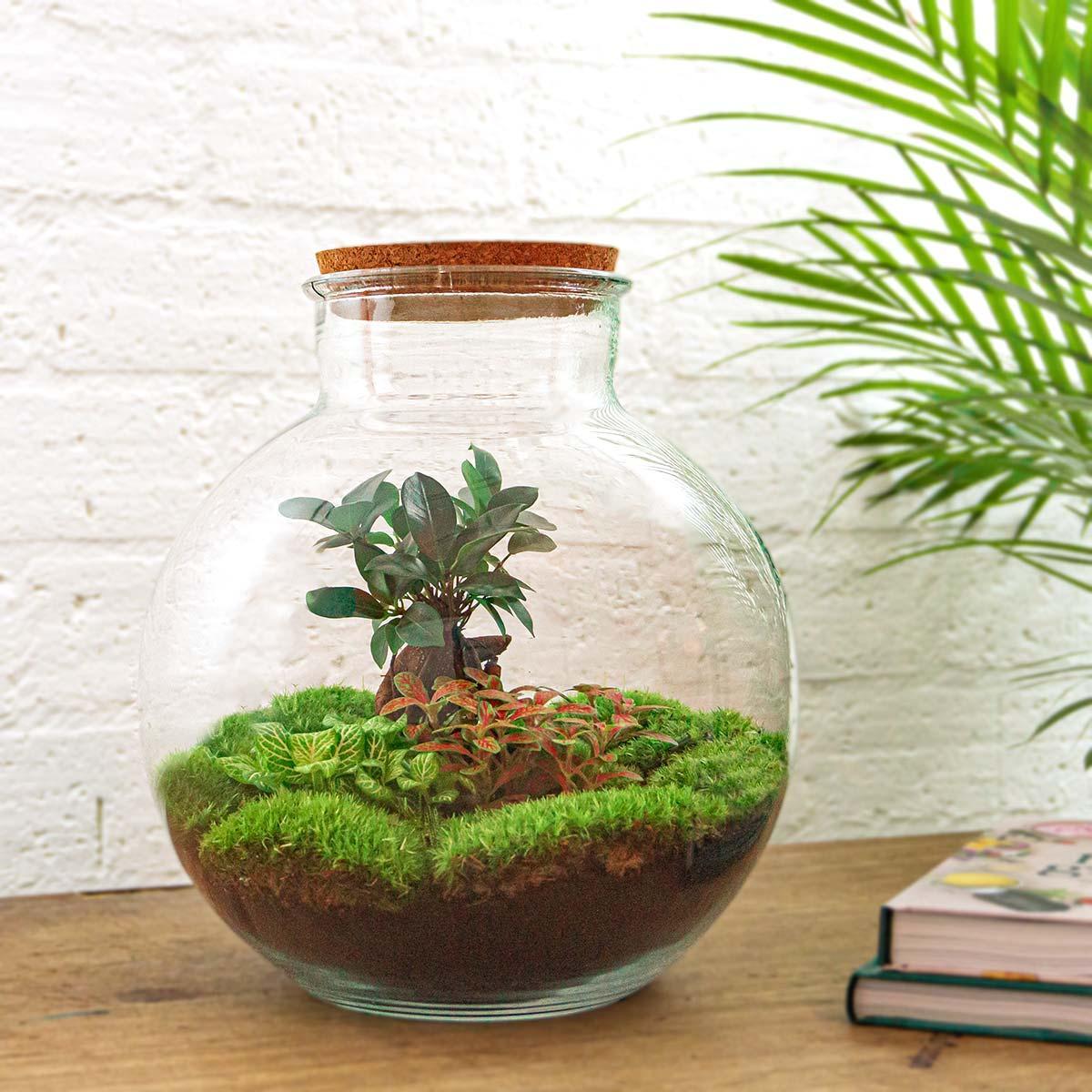 Bolder Bob Bonsai | DIY terrarium 3 - LushLeaf | Online planten bestellen