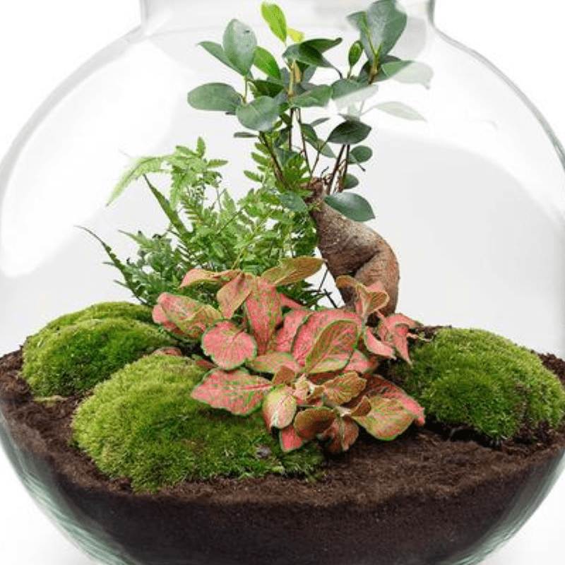 Bolder Bob Bonsai | Terrarium met LED lamp 3 - LushLeaf | Online planten bestellen