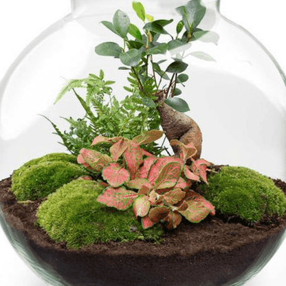 Bolder Bob Bonsai | Terrarium met LED lamp 3 - LushLeaf | Online planten bestellen
