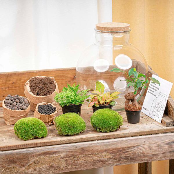 Bolder Bob Bonsai | Terrarium met LED lamp 2 - LushLeaf | Online planten bestellen